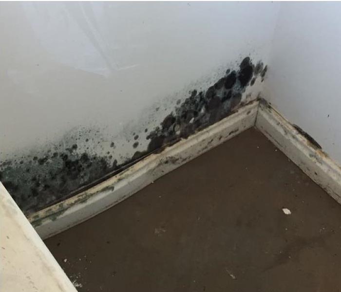 Black mold spots on a white wall.